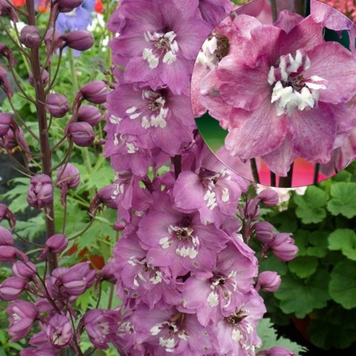 Delphinium 'Magic Fountains Pink Shades' - Aed-kukekannus 'Magic Fountains Pink Shades' P9/0,55L